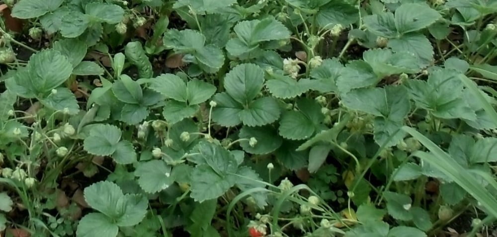 Roztocz truskawkowiec – jak go zwalczać na plantacji?