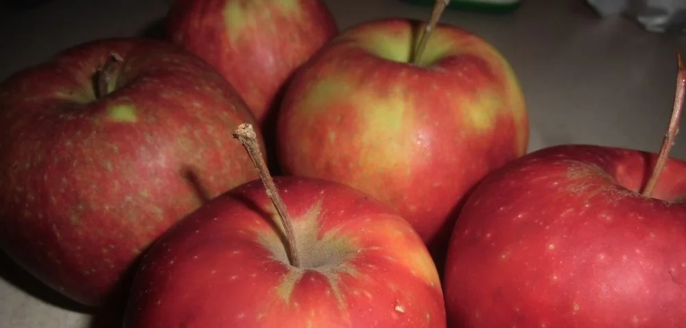 Nawożenie jabłoni borem