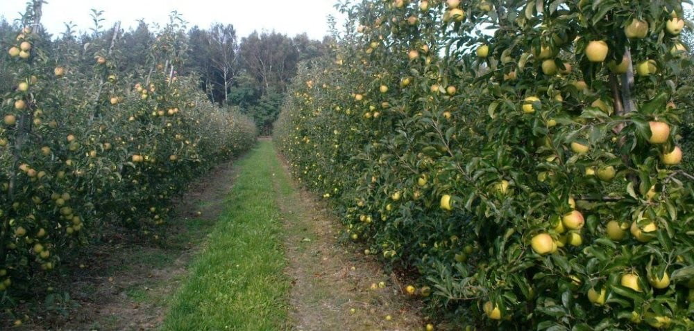 Prześwietlanie jabłoni w sadach zimą lub wiosną