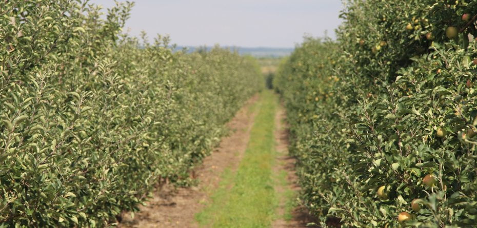 Jak zapobiegać nadmiernemu wzrostowi drzew jabłoni?