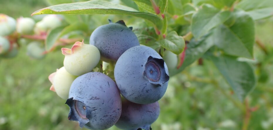 Przechowywanie owoców borówek – wydłużenie podaży