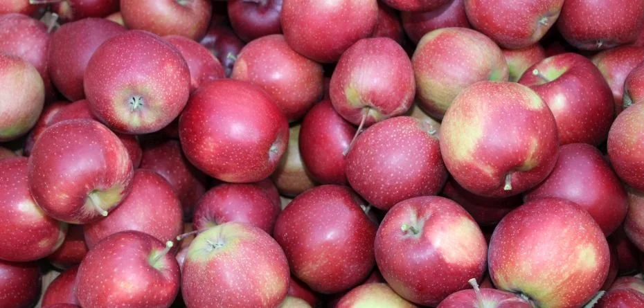 Ceny jabłek na Broniszach – aktualne informacje