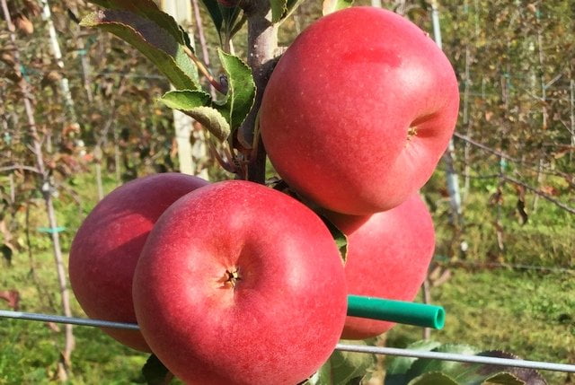 Różowe jabłko – Unibo. Najnowsze dzieło Uniwersytetu Bolońskiego