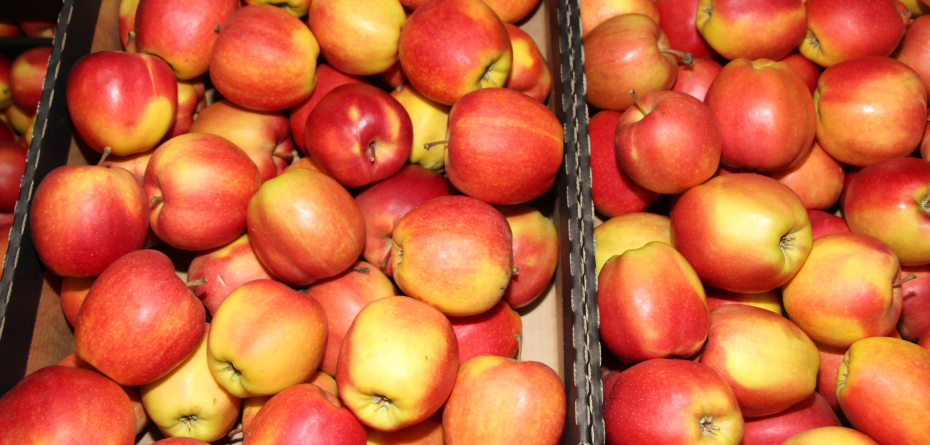 Eksport jabłek do Etiopii. Ukraina szybko rośnie w siłę