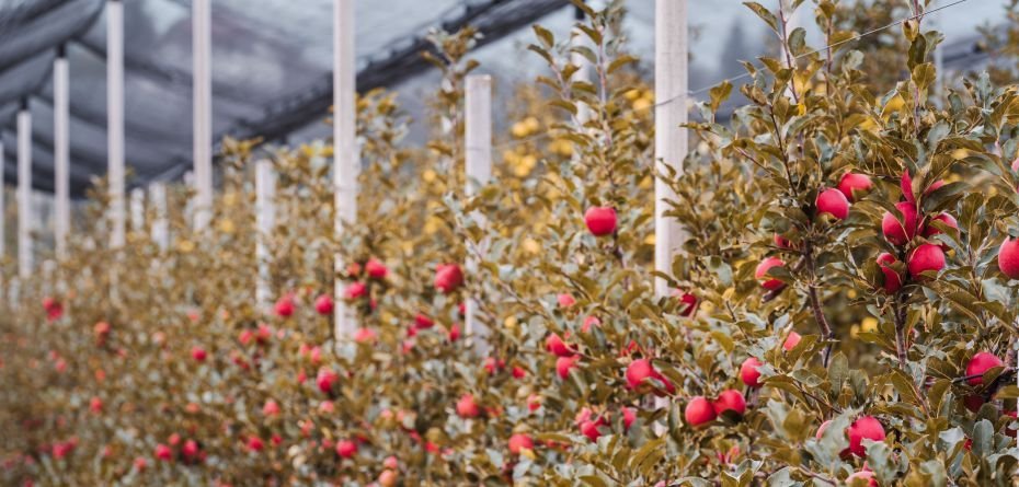 Koszt założenia sadu jabłoniowego – obecne realia