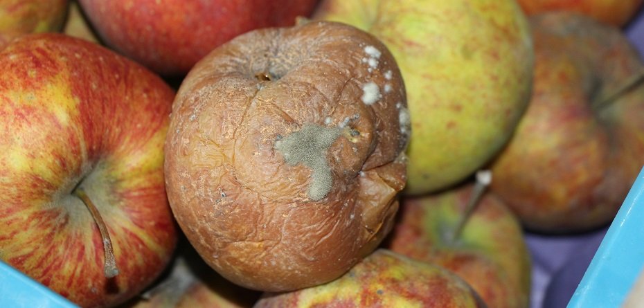Szara pleśń jabłek — szkodliwość i zwalczanie