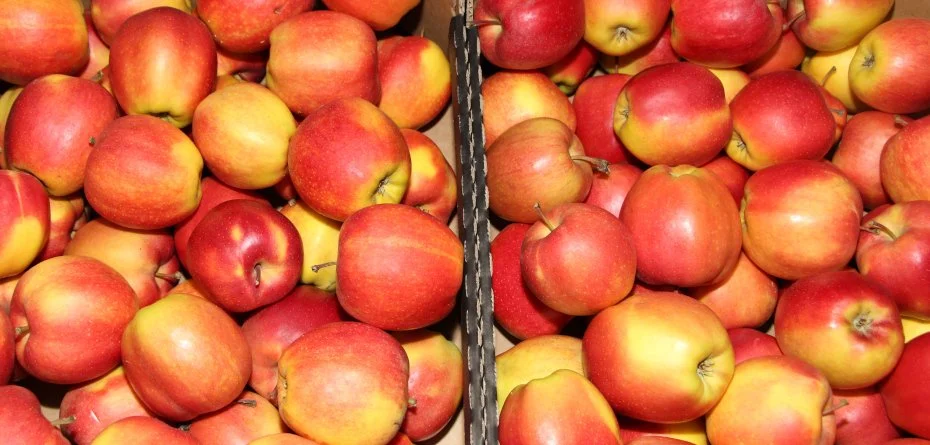 Cena polskich jabłek – czy sprzedamy owoce za bezcen?