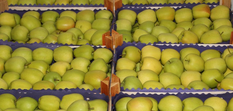 Koszt produkcji jabłek deserowych. Dr Paszko przedstawia kalkulację