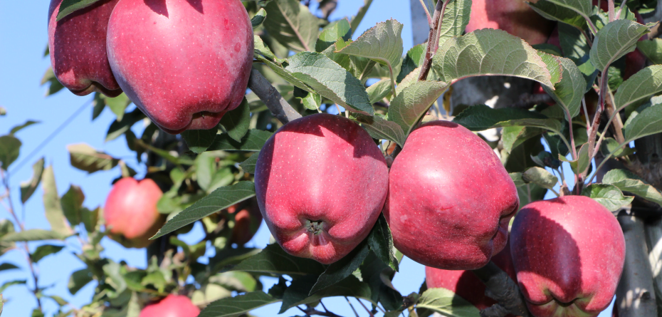 Spożycie jabłek – Jakie są prognozy i przewidywania na rok 2022?