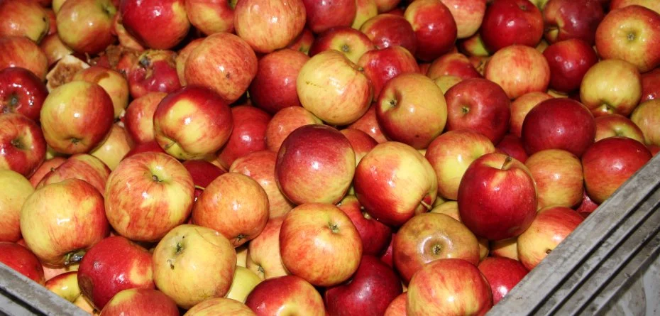 Koncentrat soku jabłkowego — czy cena surowca spadnie?