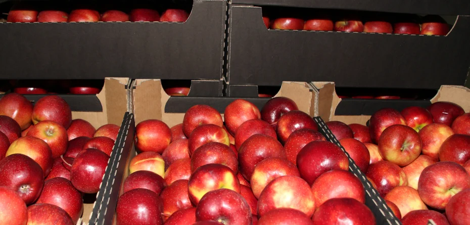 Prognoza zbiorów jabłek i gruszek dla półkuli południowej 2022