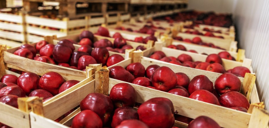 Daleki Wschód chce jabłek — kto je dostarcza?