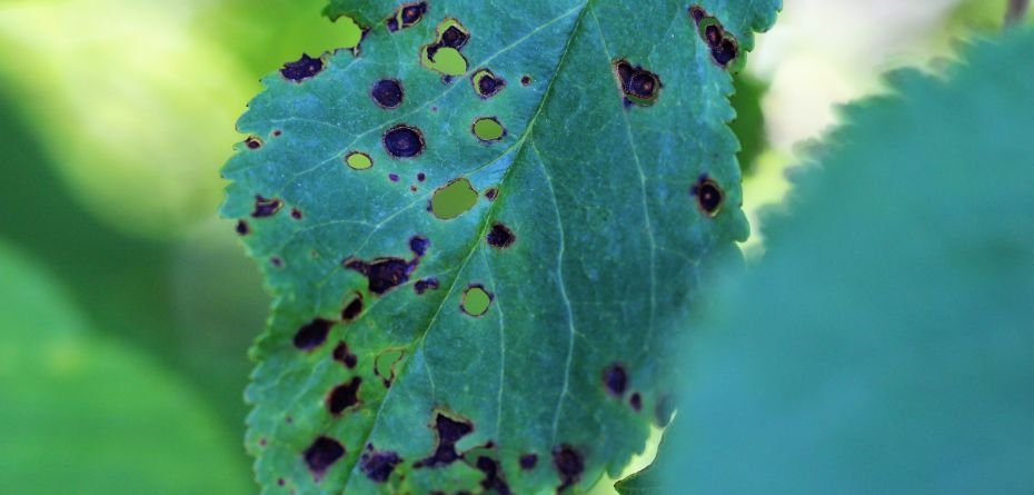 Dziurkowatość liści drzew pestkowych — popularna choroba