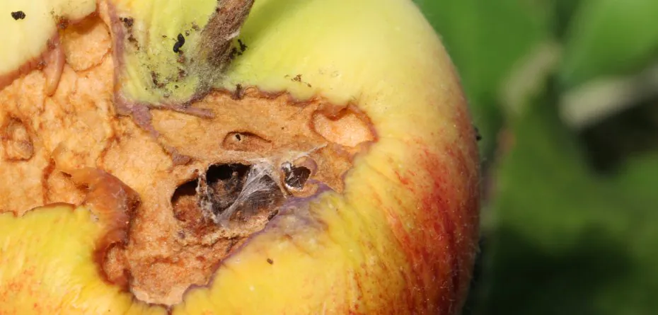 Gąsienice zwójek liściowych uszkadzają jabłka przed zbiorem