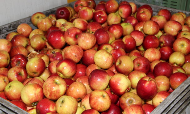 Ceny skupu jabłek przemysłowych — sadownicy mówią o spekulacji
