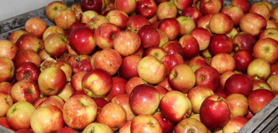 Ceny skupu jabłek przemysłowych — sadownicy mówią o spekulacji