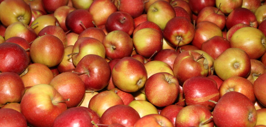 Rynek jabłek w UE — to będzie trudny sezon 2022/2023 w handlu owocami