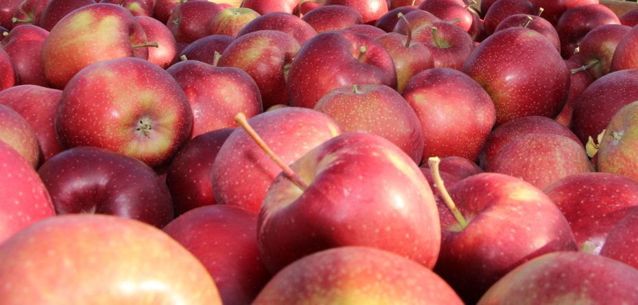 Jabłka po zbiorze chronimy przed chorobami