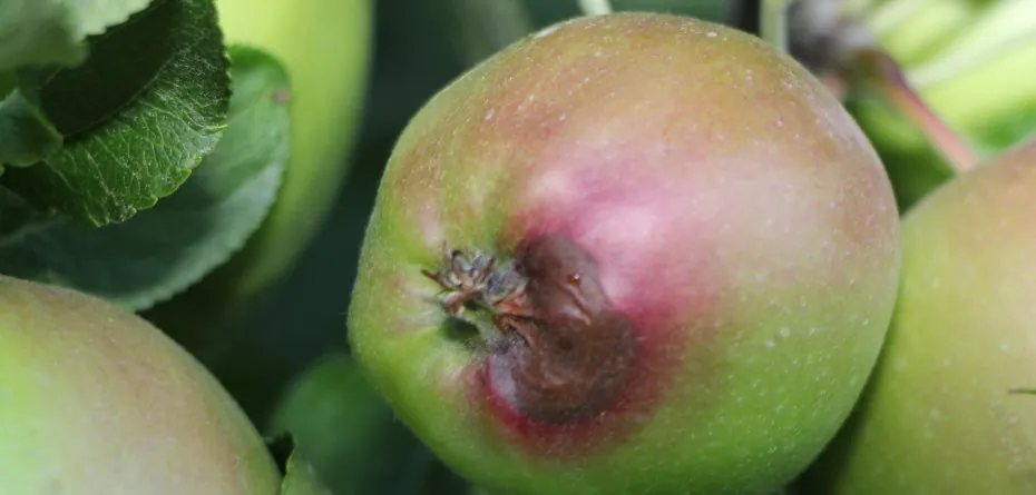 Ochrona jabłek przed zbiorem. Jakie choroby zwalczamy?