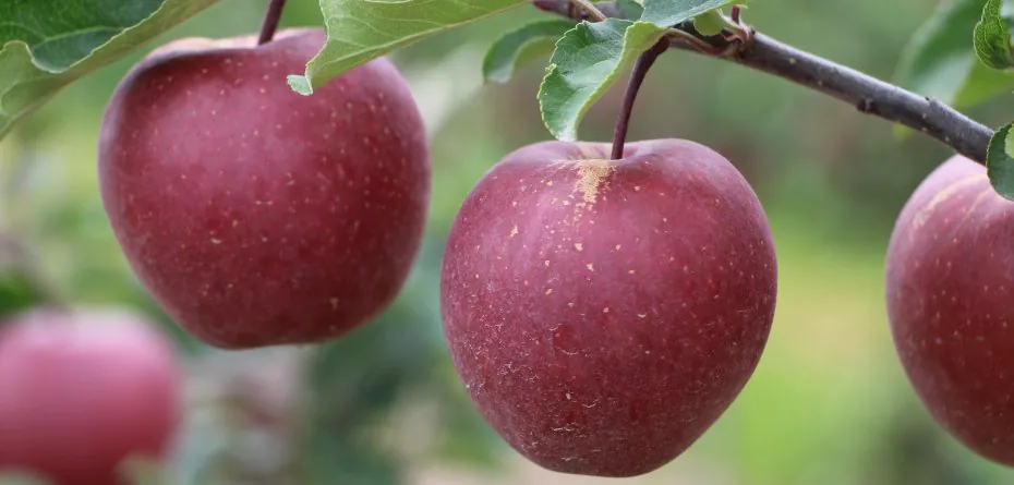 Uprawa jabłoni. Aktualne normy jakości jabłek 2022