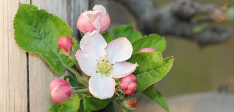 Kwitnienie jabłoni 2023 szybsze o miesiąc?