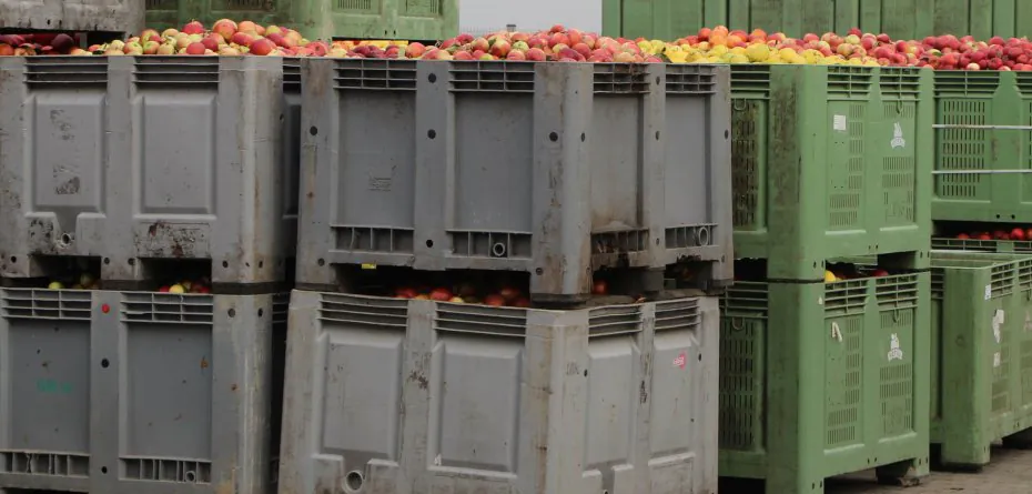 Sprzedaż jabłek na przemysł wstrzymywana ze względu na cenę