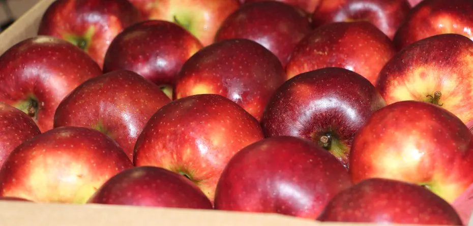 Czy sprzedamy polskie jabłka w Indiach, czy tracimy importera?
